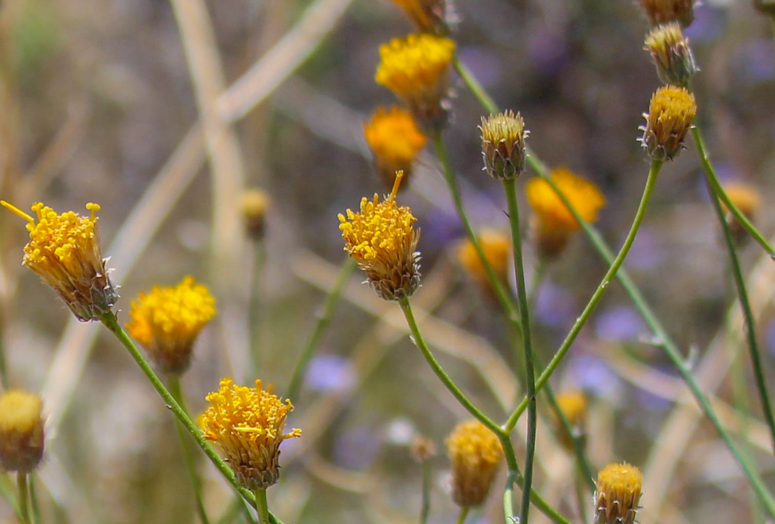 Cannundrums Button Brittlebush
