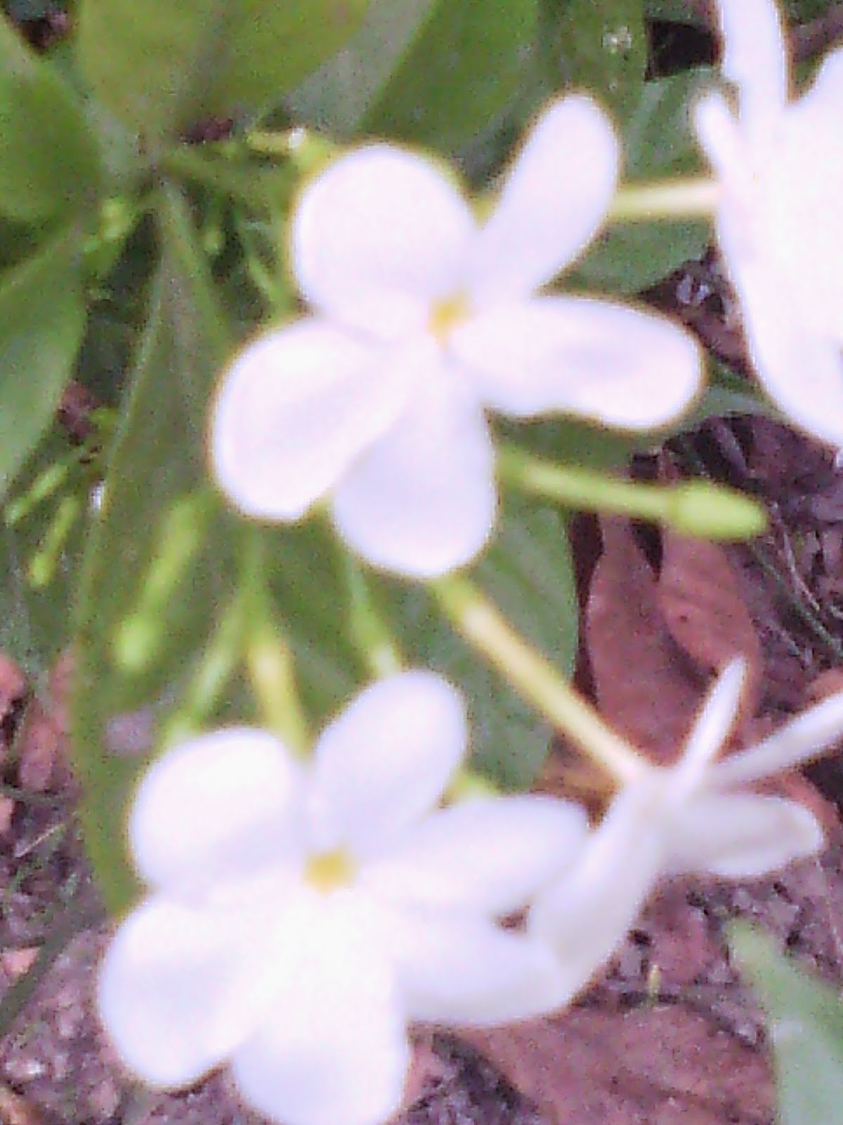 National Flower of Pakistan (Jasmine) National Flower of Pakistan