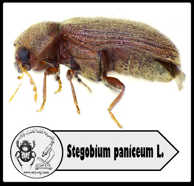 خنفساء مخازن العطارة Stegobium paniceum L.