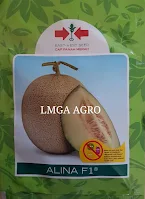 Benih Melon, Bibit Melon, Melon Alina, Benih Melon Alina, Jual Bibit Melon Alina, Panah Merah, Cap Panah Merah East West Seed Indonesia, Lmga Agro