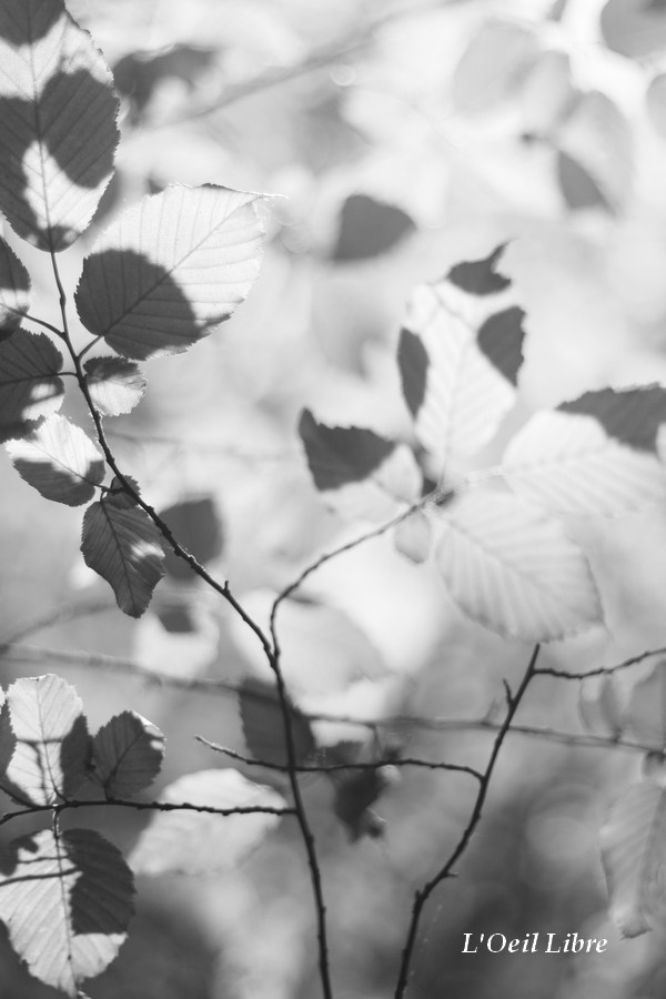 l aveugle par amour gafas