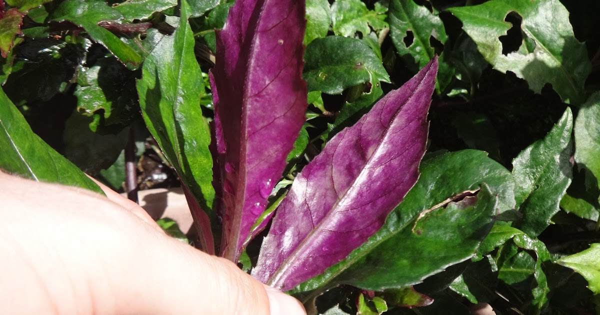Herbs from Distant Lands Gynura bicolor Okinawan Spinach