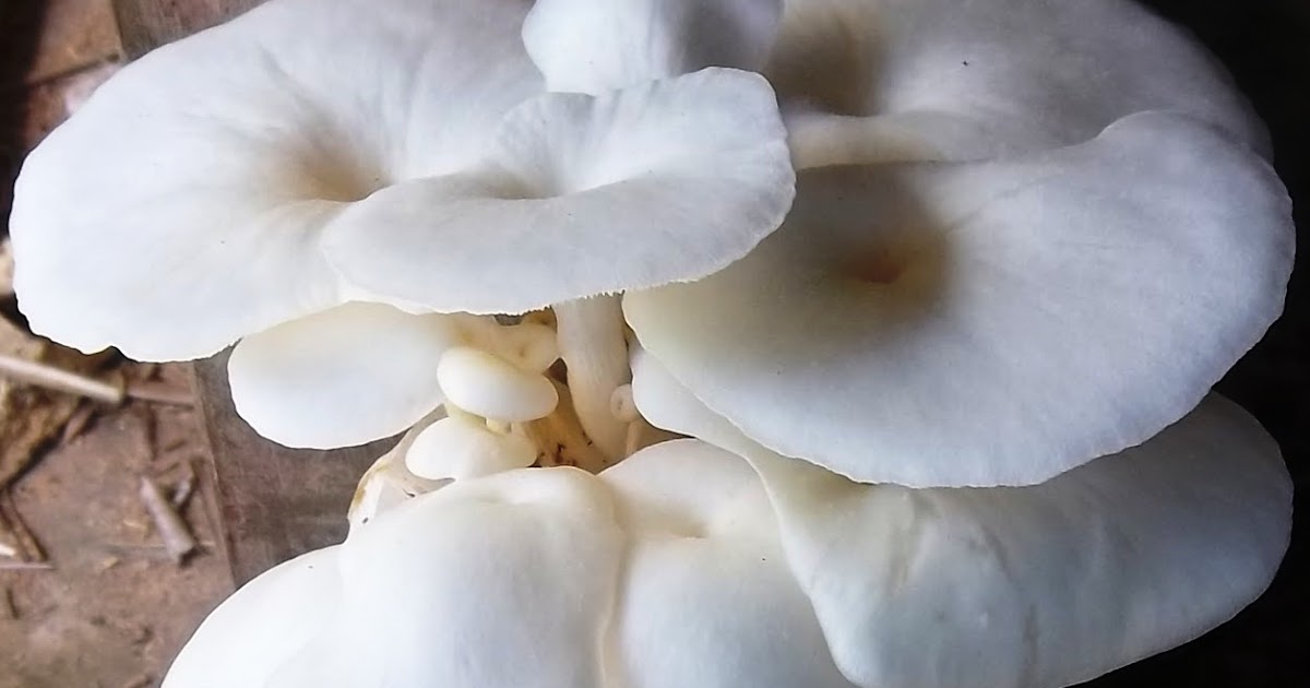 Kreasi Zafran budidaya jamur tiram putih