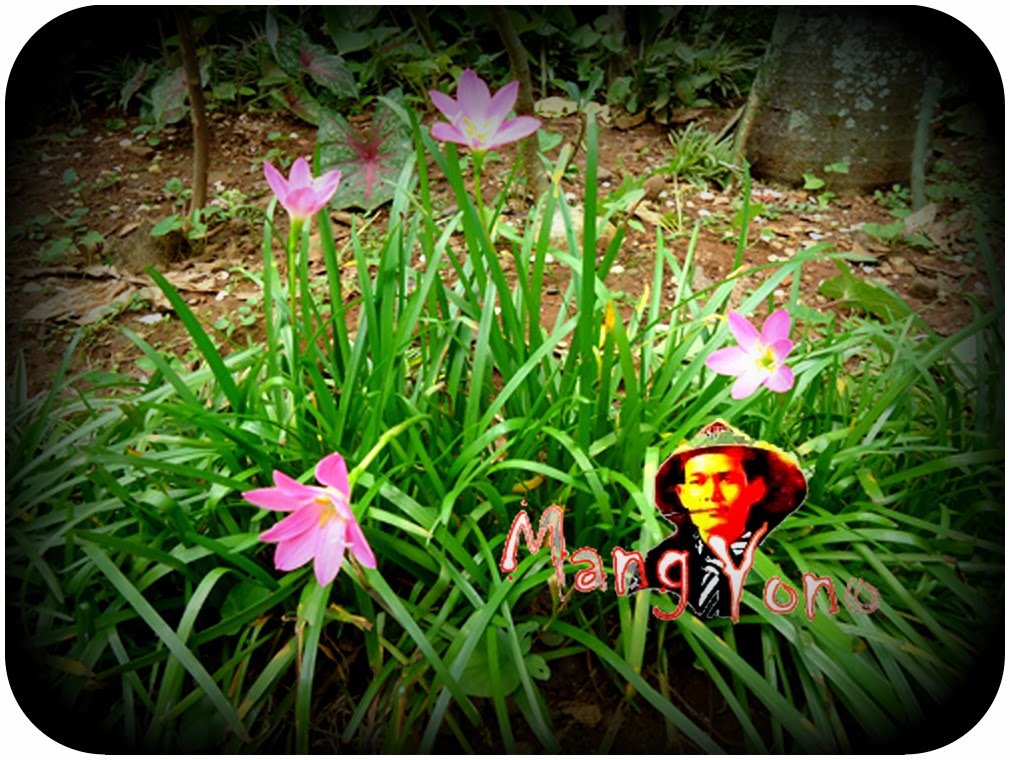 76+ Gambar Bunga Lilin Paling Bagus 76+ Gambar Bunga Lilin Paling Bagus