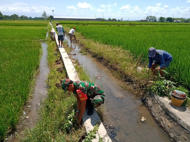 Kurangi Populasi Hama Wereng Babinsa Bersama Kelompok Tani Tanam Bunga Refugia