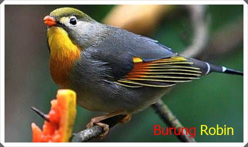 Cara Merawat Burung Robin Jantan Dan Betina Agar Gacor Merawat