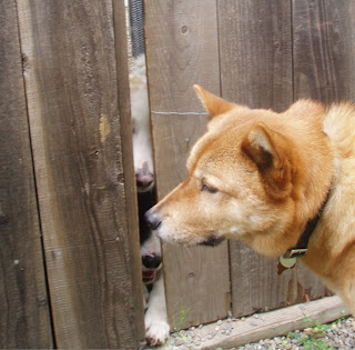 Doglish
