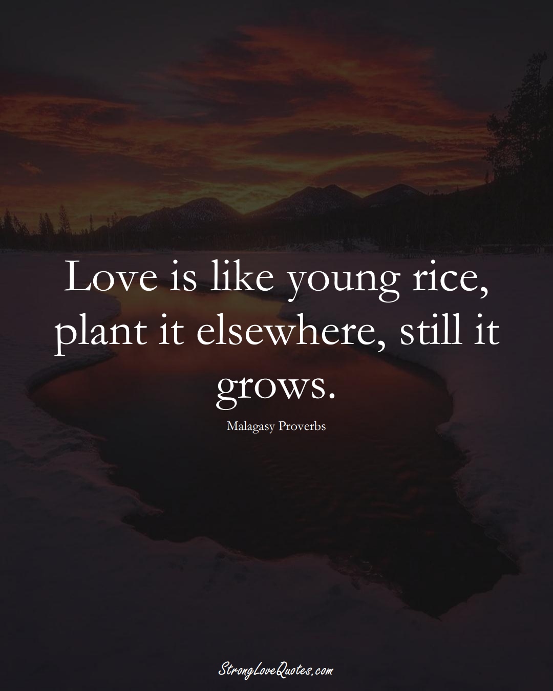 Love is like young rice, plant it elsewhere, still it grows. (Malagasy Sayings);  #AfricanSayings