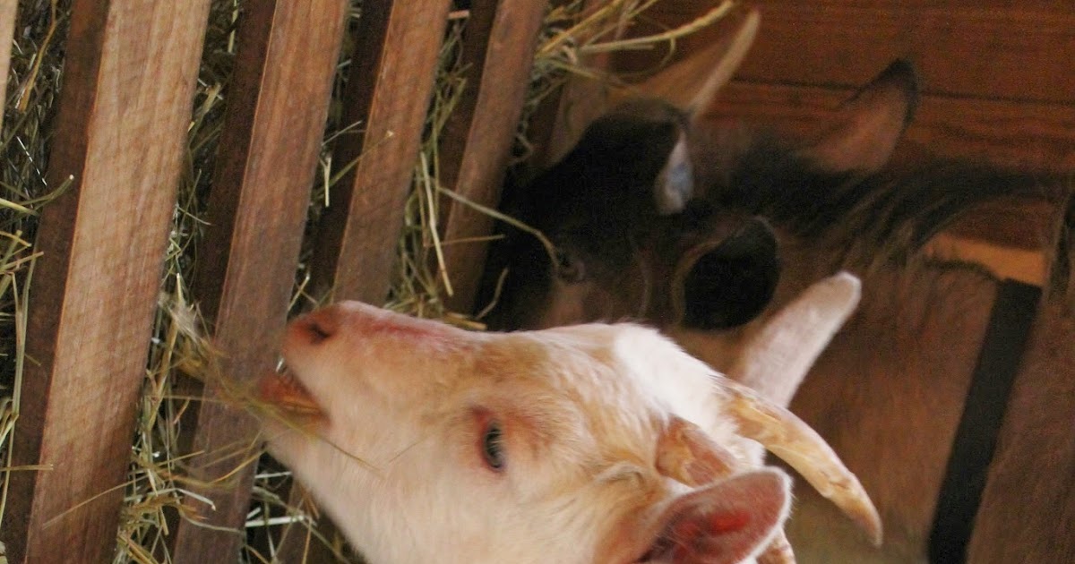 Ohio Thoughts Easy Hay Feeder