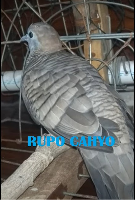 Perkutut Katuranggan Rupo Cahyo Perkutut Katuranggan Rupo Cahyo