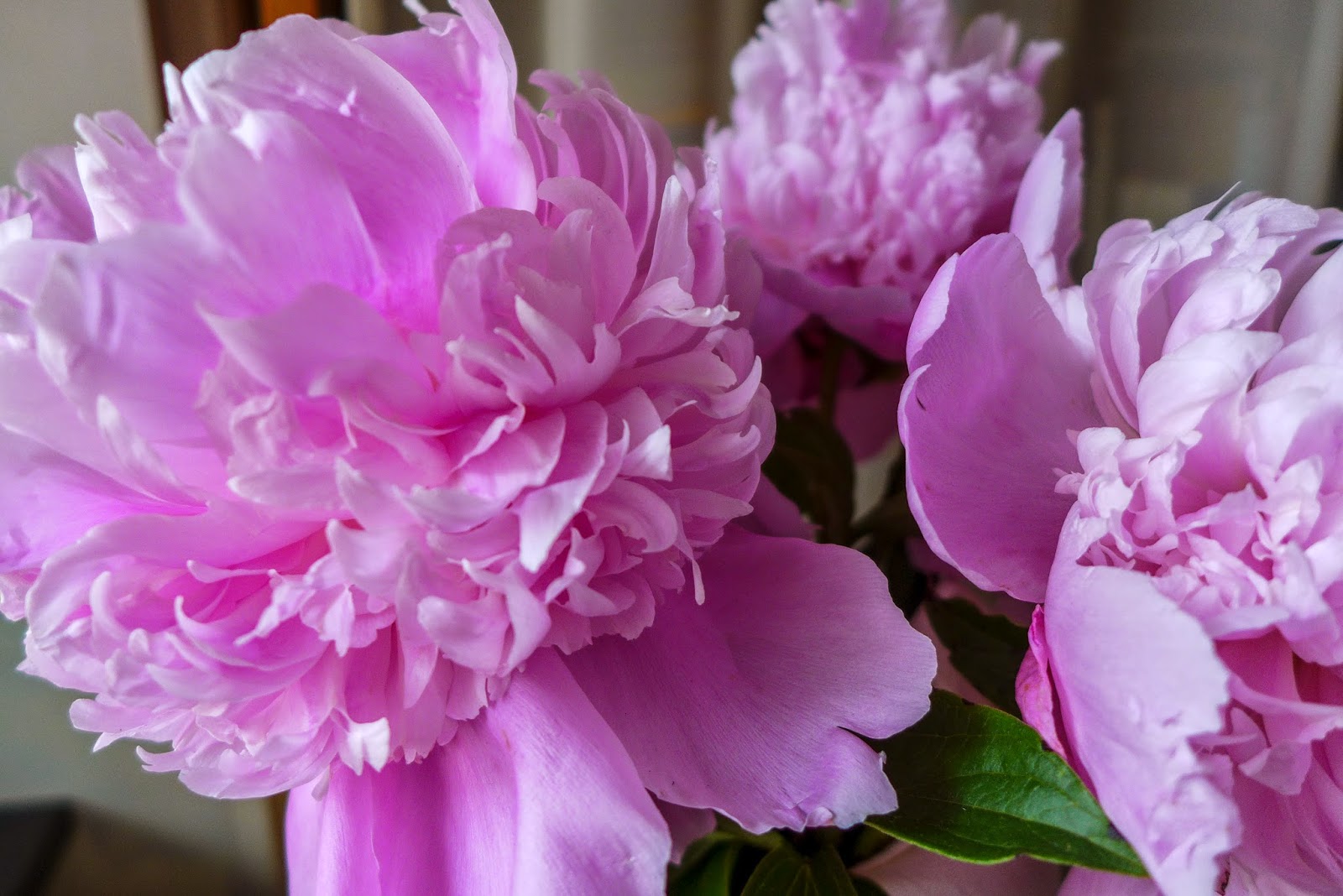 peonies, pink flowers
