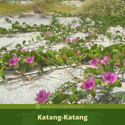 Katang-Katang