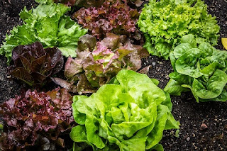 Lechuga planta con propiedades medicinales tranquilizantes