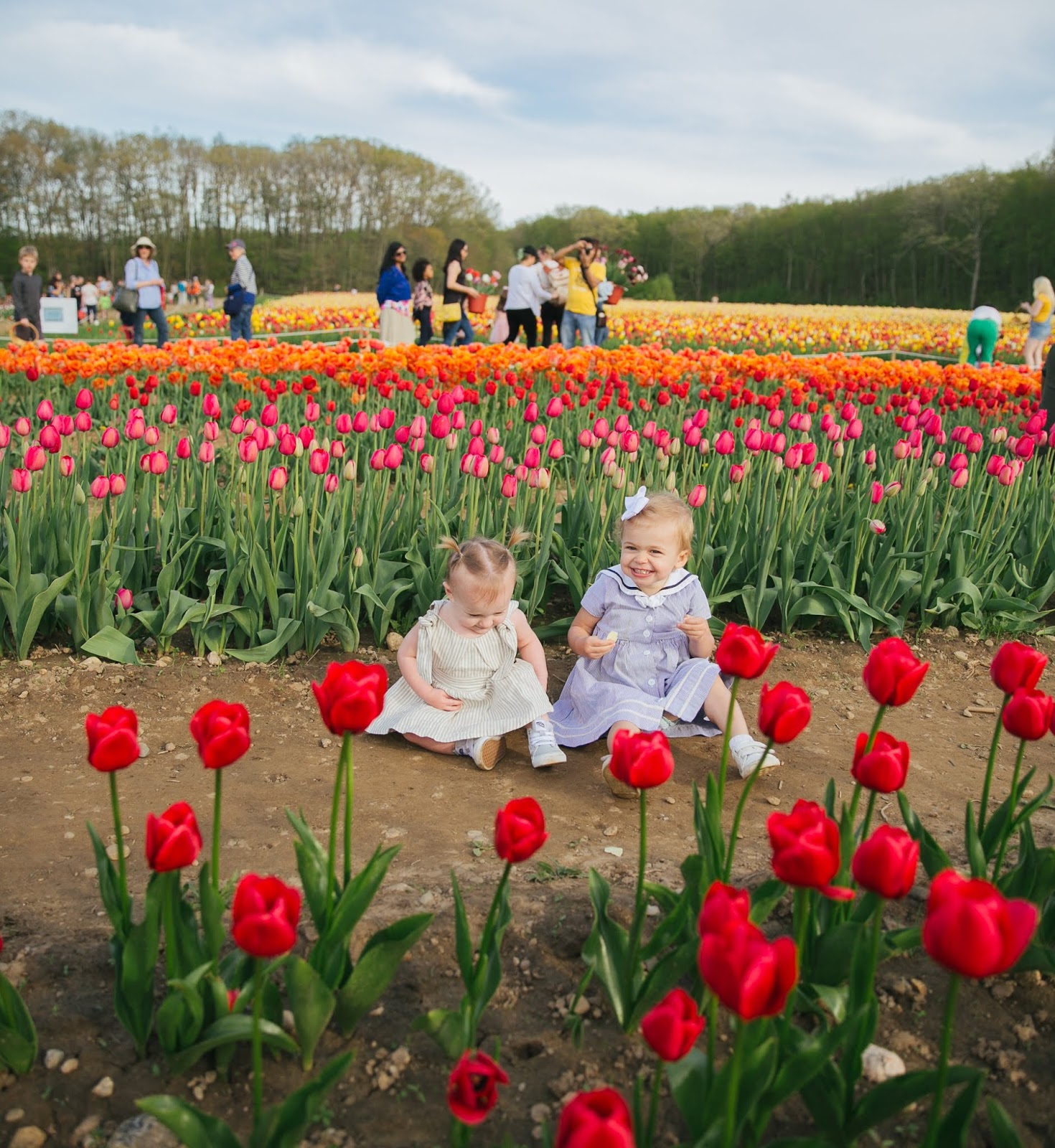 Tulip Picking In Rhode Island After Sundance tulip-picking-in-rhode-island-after-sundance