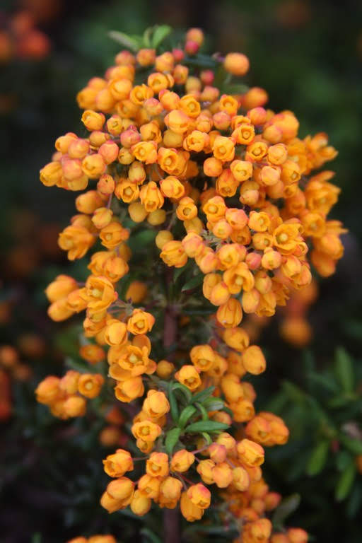 Orange Berberis Flowers Stock Photos Orange Berberis Flowers