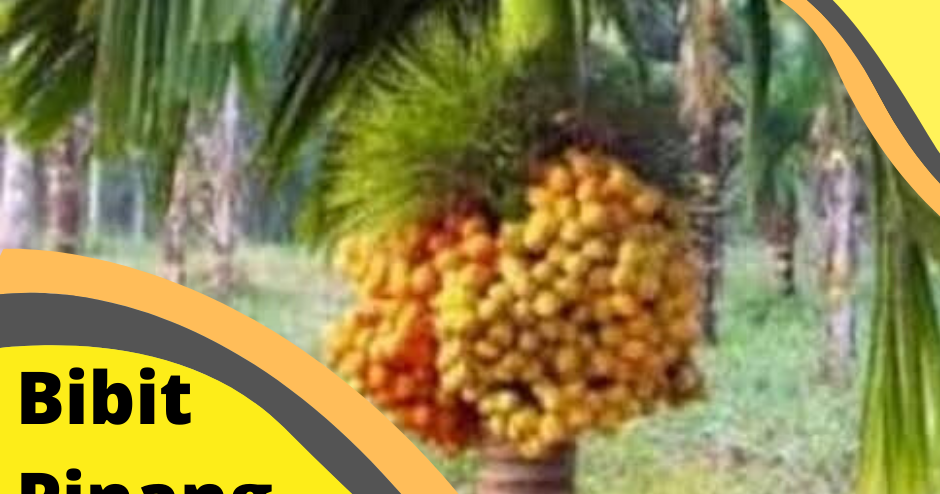 Jual Bibit Pinang BetaraJual Bibit PinangJual Bibit Jual Bibit Pinang BetaraJual Bibit PinangJual Bibit