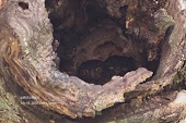 巣中のアオバズクの雛