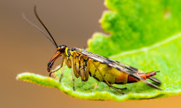 Female Scorpionfly