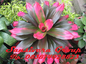 ANEKA BROMELIA BROMELIA-PINK-GREAC