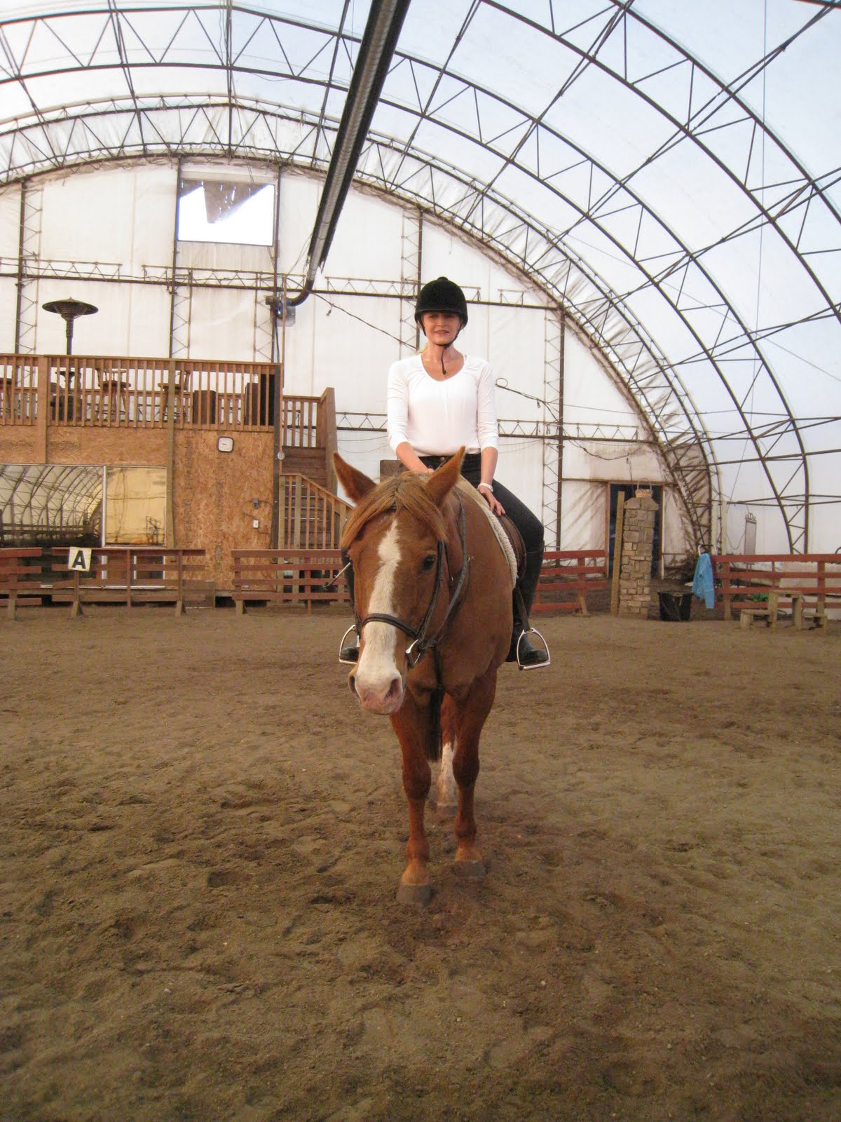 gallowaysincalgary Horseriding at English Riding Academy in Calgary