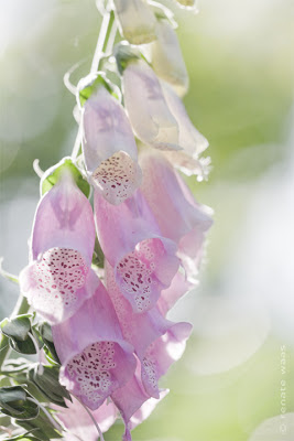 Blumen für den Bauerngarten - Digitalis - Fingerhut