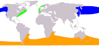 Eubalaena dağılım haritası
