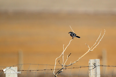 Alcaudón real (Lanius meridionalis)