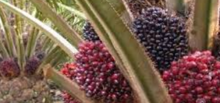Manfaat dan Keunggulan Tanaman Kelapa Sawit Manfaat dan Keunggulan Tanaman Kelapa Sawit