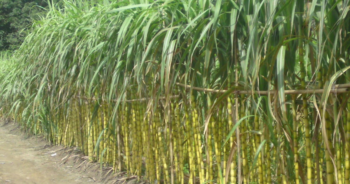 Tanaman Obat Khasiat Tebu Untuk Kesehatan