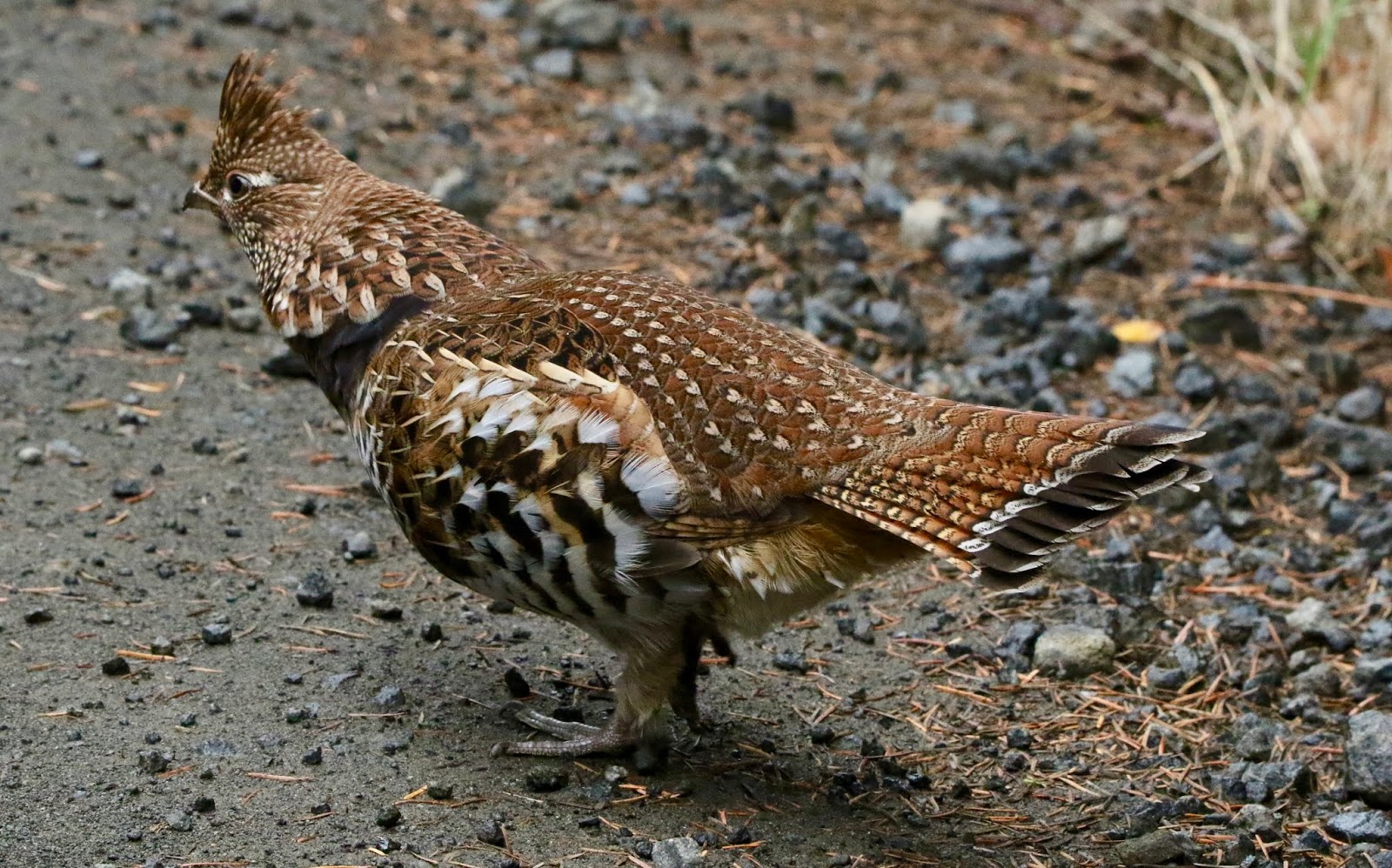 Various Oregon Birding Piks Ruffed Grouse Encounter