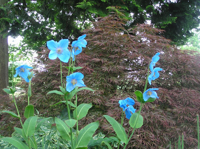 The Savill Garden mekonopsy