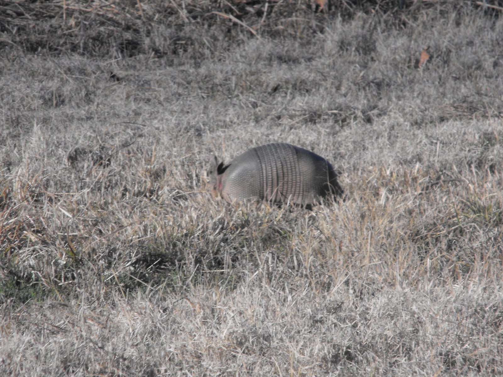 West Tennessee Animal Armadillos