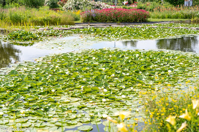 Powsin ogród botaniczny PAN krajobraz