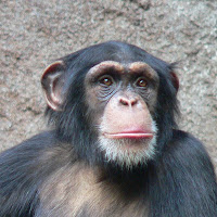simpanse.jpg (600×600)