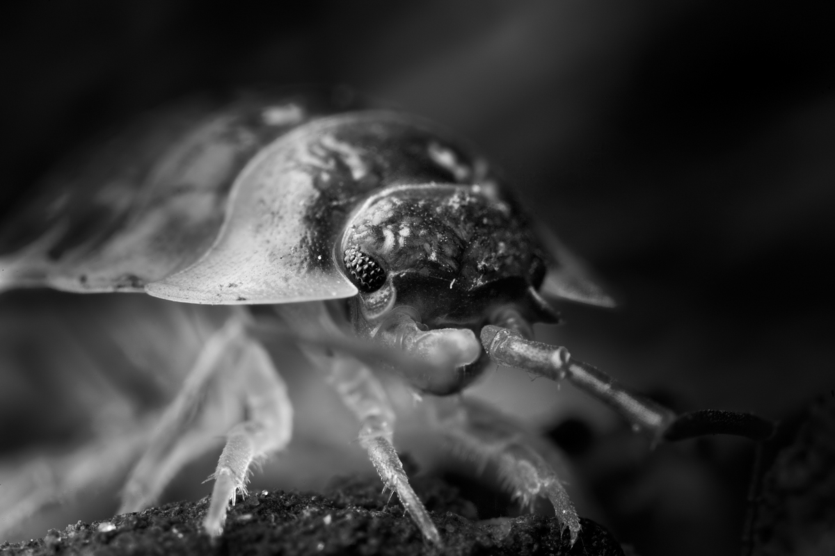 Matt Cole Macro Photography Black and White Macro