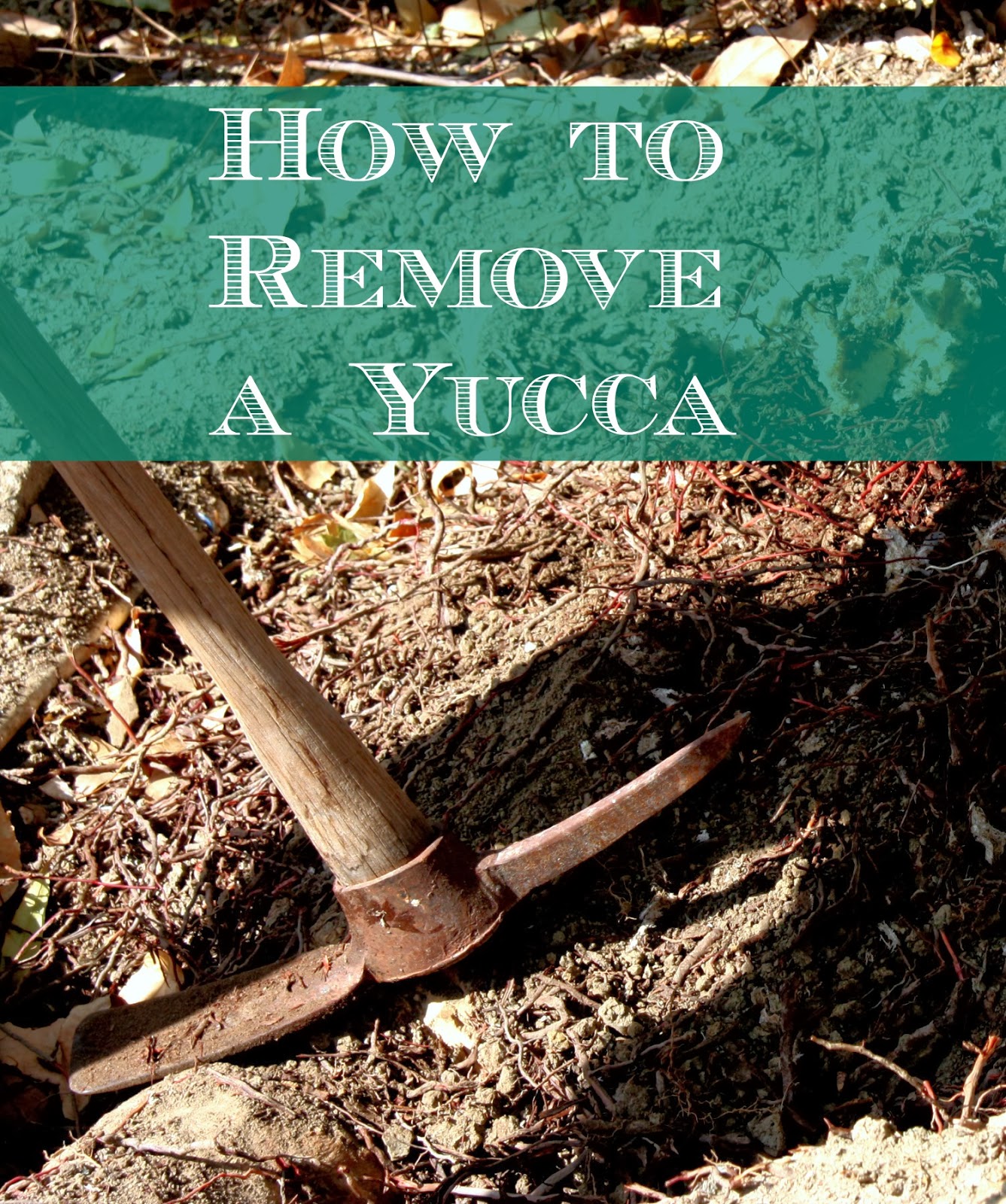 How to Remove a Yucca Organically Lavende and Lemonade