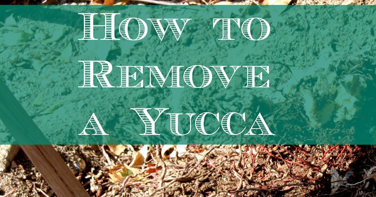 How to Remove a Yucca Organically Lavende and Lemonade