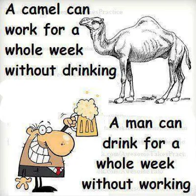 A camel can work for a whole week without drinking , a man can drink for a whole week without working