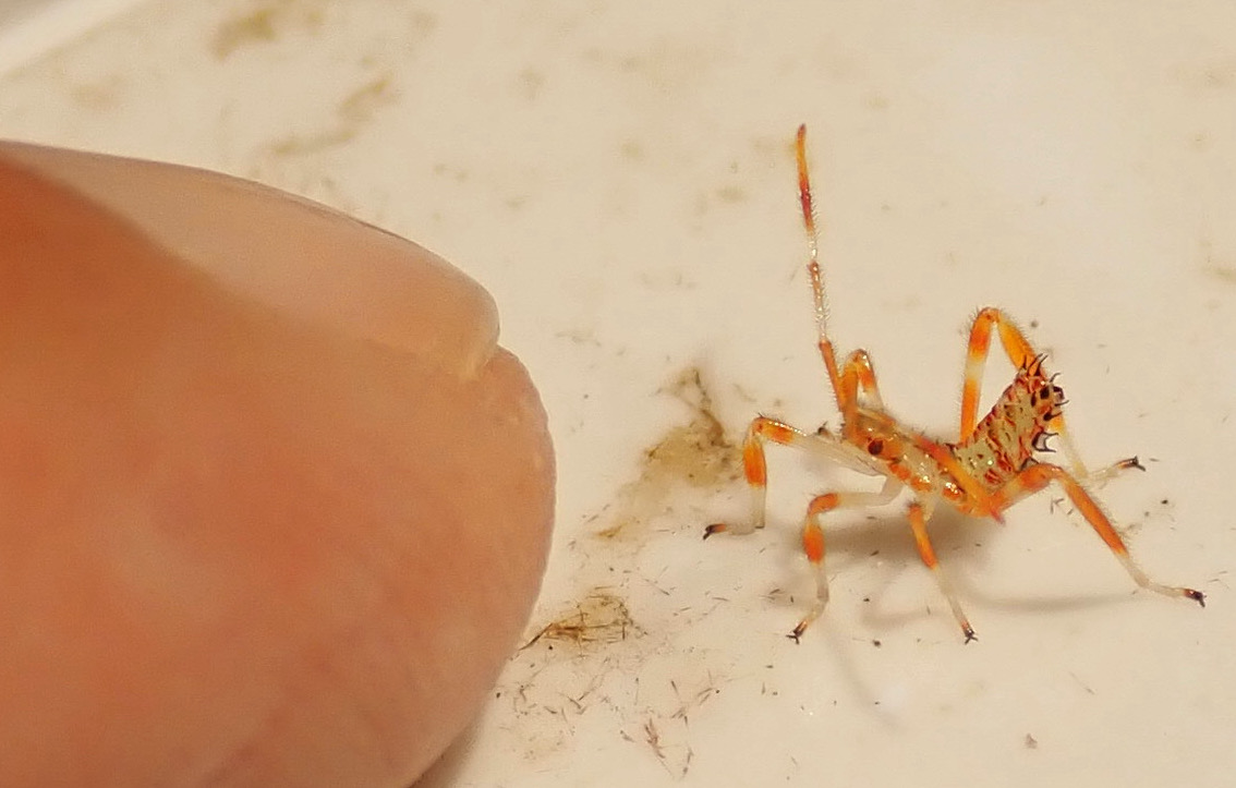 Springfield Plateau Wheel Bug Eggs