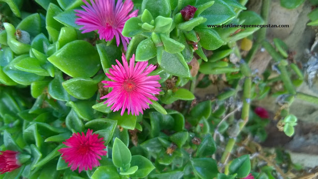 Aptenia cordifolia