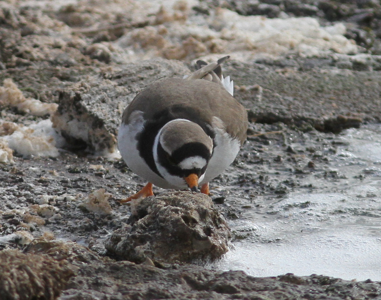 WEST YORKSHIRE BIRDING You can,t get enough of Ringed Plovers. Fly Flatts