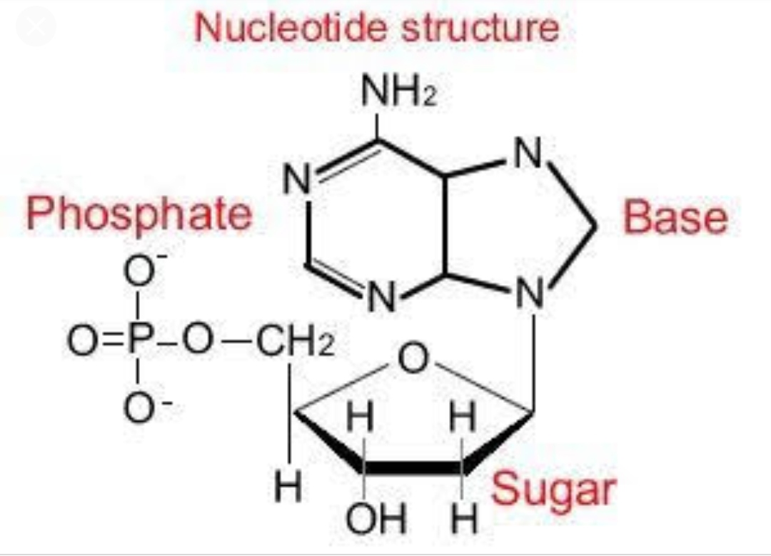 Komponen Kimia Penyusun Sel