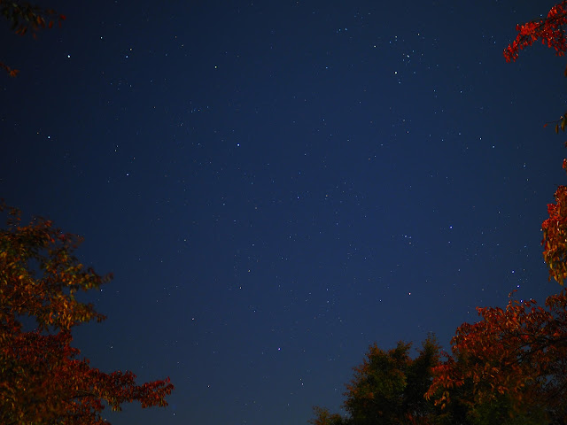 紅葉と夜空