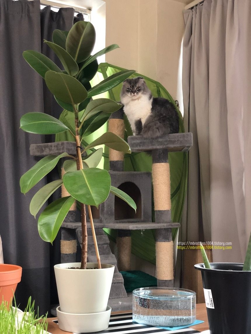 이케아 정원용품으로 반려동물과 봄맞이 시작하기 IKEA Air purification plant with cat