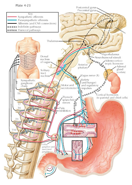 EXTRINSIC INNERVATION OF STOMACH
