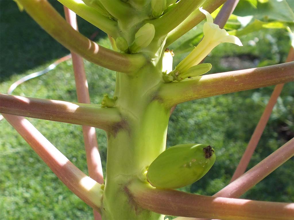 Papaya - AbNachUruguay