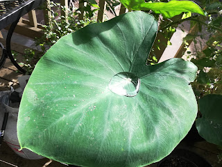 single large leaf holding water, potted taro plant