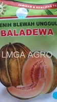 budidaya blewah, manfaat blewah, buah blewah, jual benih blewah, toko pertanian, toko online, lmga agro