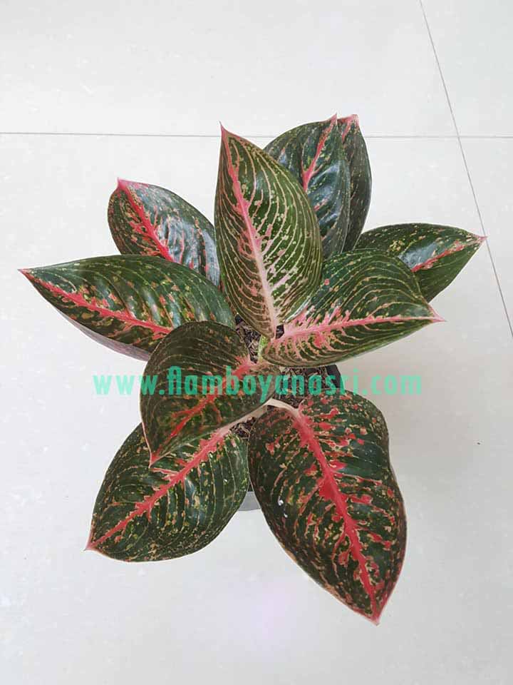 35 Jenis Aglaonema  Beserta Gambar  TUKANG TAMAN SURABAYA 