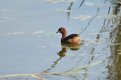 Cabusset (Tachybaptus ruficollis)